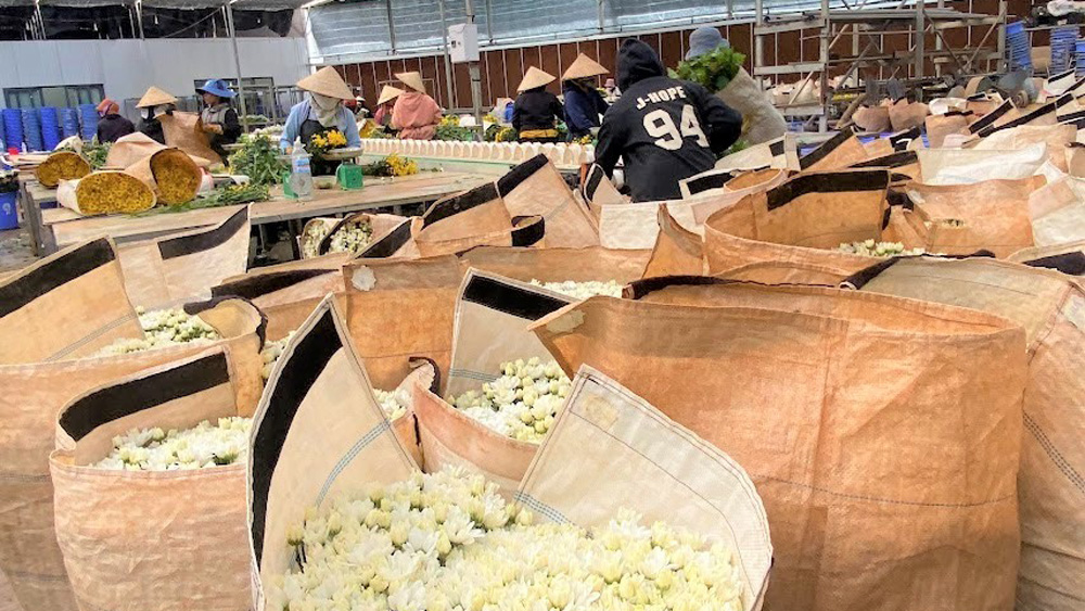 Les fleurs de marque « Da Lat - Cristallisation miraculeuse de la bonne terre » fournies au marché japonais n'ont atteint qu'un taux de plus de 26,6 % de la production totale d'exportation de fleurs de Lam Dong l'année dernière.