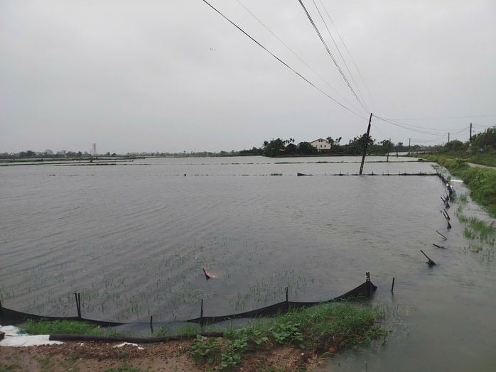 Storm No. 1 caused record rain in Quang Nam, 16,700 hectares of rice and crops were heavily flooded - Photo 5.