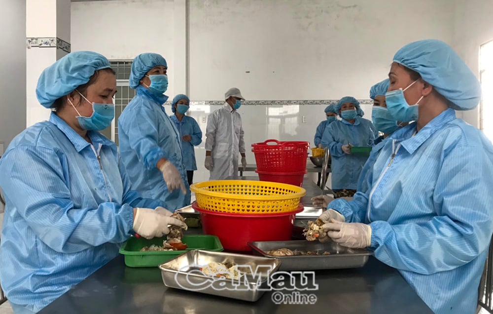 Die Tai Thinh Phat Fram Cooperative hat Verträge zur Verknüpfung von Produktion und Produktkonsum mit über 300 Haushalten in der Region unterzeichnet.