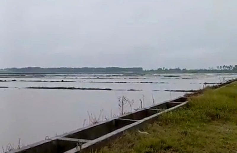 Cánh đồng lúa tại xã Đức Ninh.