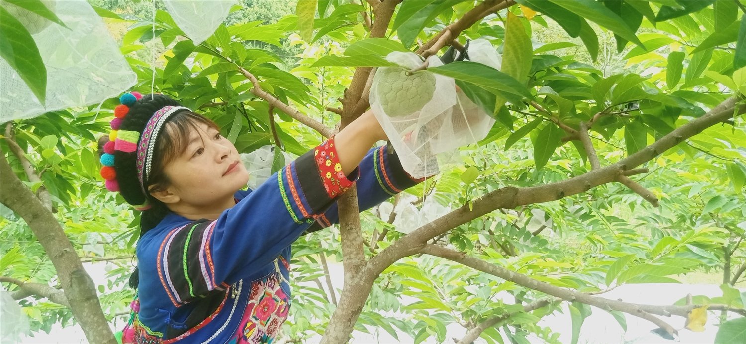 Làm giàu từ việc trồng na dai 