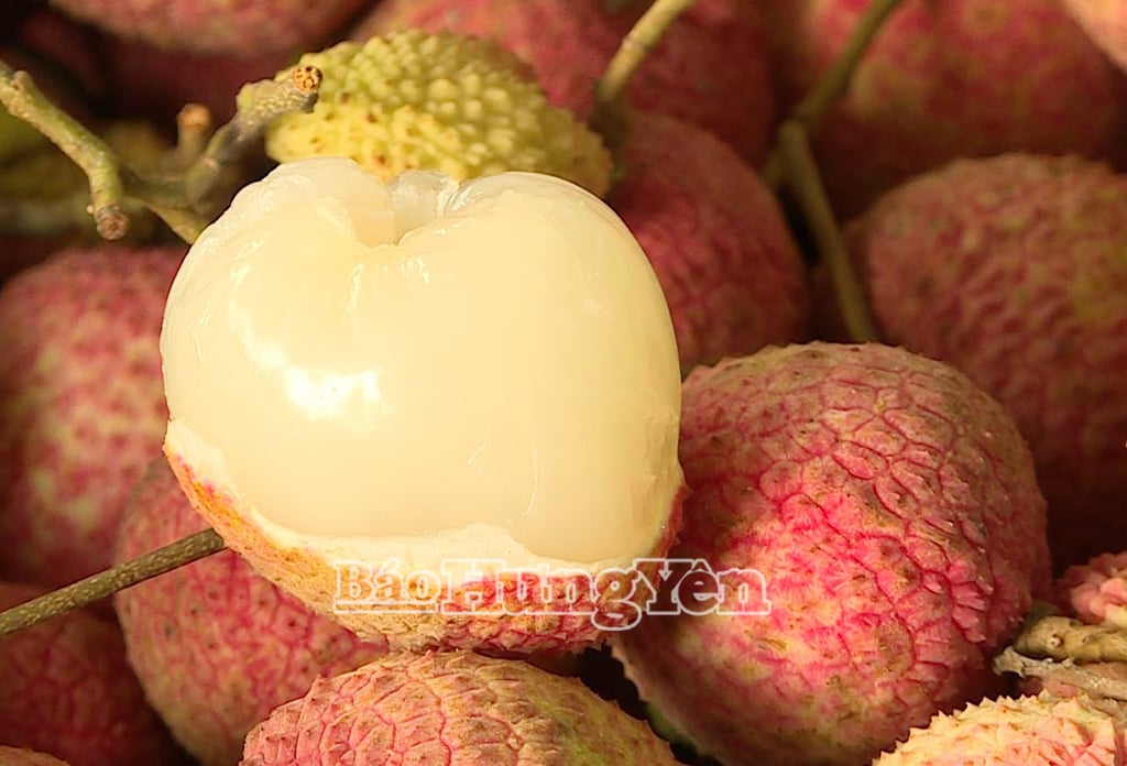 Vải trứng Hưng Yên cùi dày, mọng nước, có hương thơm, vị ngọt đặc trưng