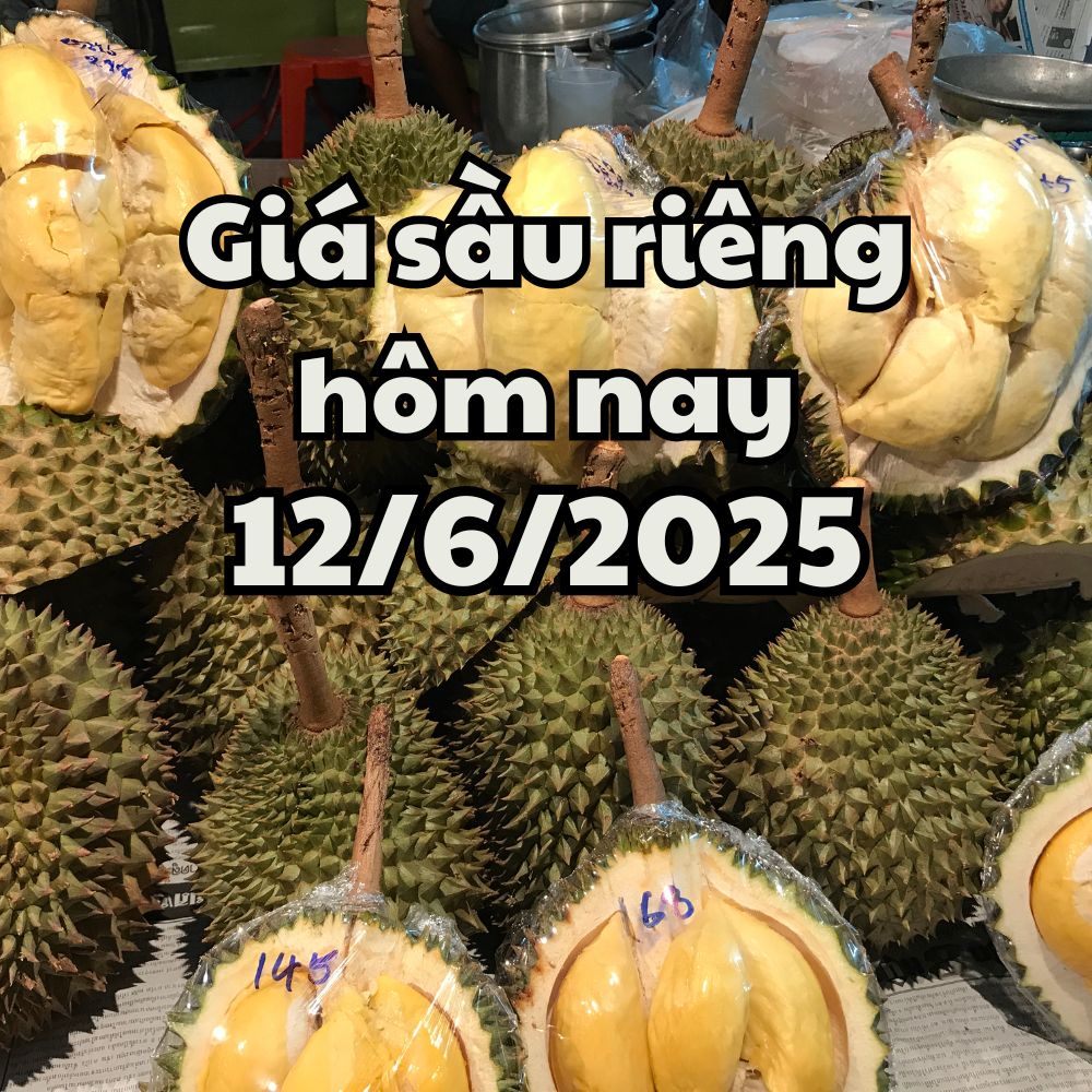 Durian price today 12 6 2025 Decreased across Ri6, Thailand and Musang