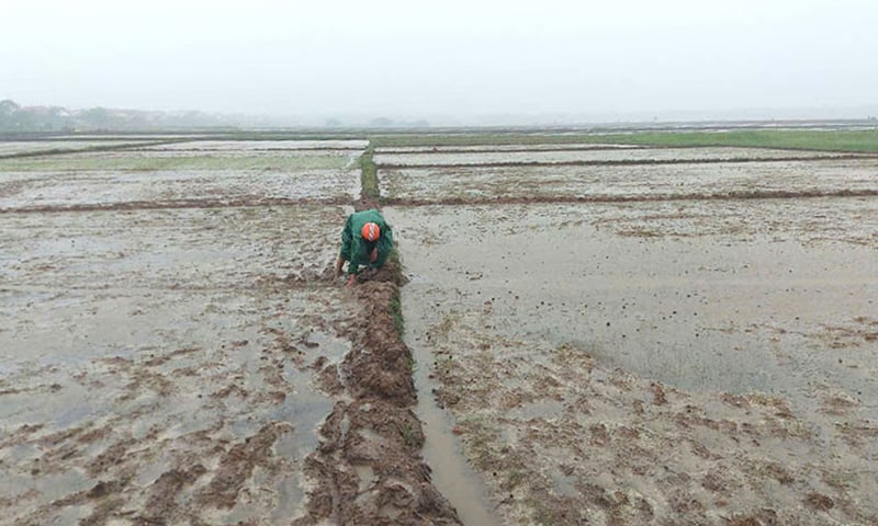 Người dân TP. Đồng Hới tiêu úng cứu lúa vừa gieo sạ 5 ngày tuổi.