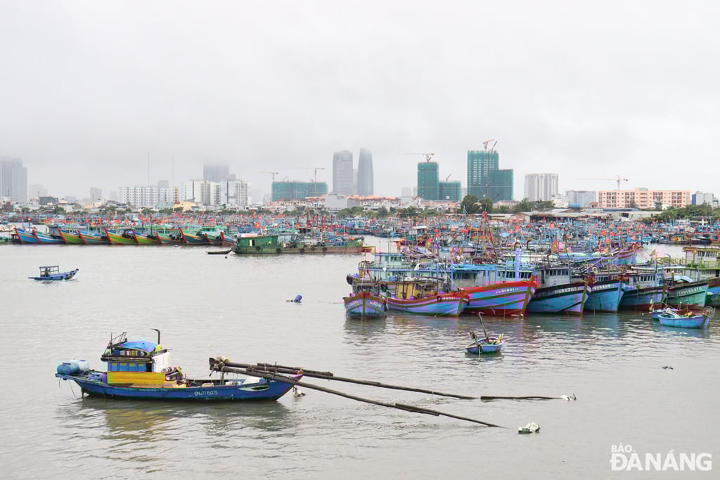 Nhiều tàu cá vào tránh, trú bão ở âu thuyền Thọ Quang. Ảnh: HOÀNG HIỆP