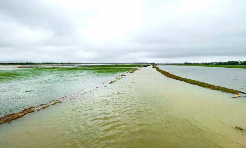 Starke Regenfälle in Hue mitten im Sommer, mehr als 12.000 Hektar Reisfelder stehen unter Wasser -0
