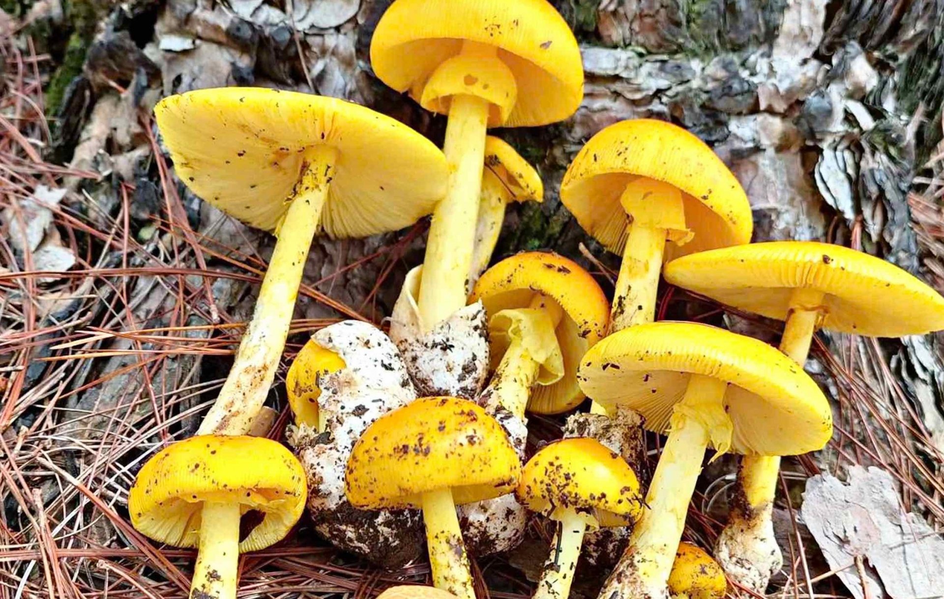 Egg mushrooms are harvested by people in Da Lat pine forests.