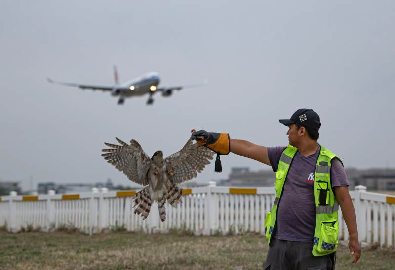 Warum können kleine Vögel ein ganzes Flugzeug zum Absturz bringen? - 2