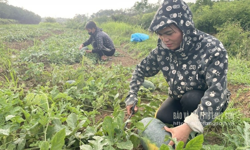 Người dân thôn Bản Mới 1, xã Tú Đoạn, huyện Lộc Bình thu hoạch dưa hấu 