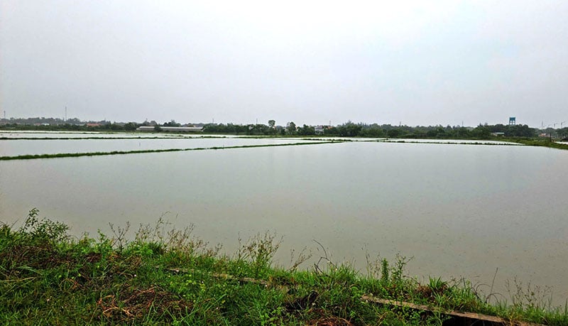 Many newly planted summer-autumn rice areas are deeply submerged in water.