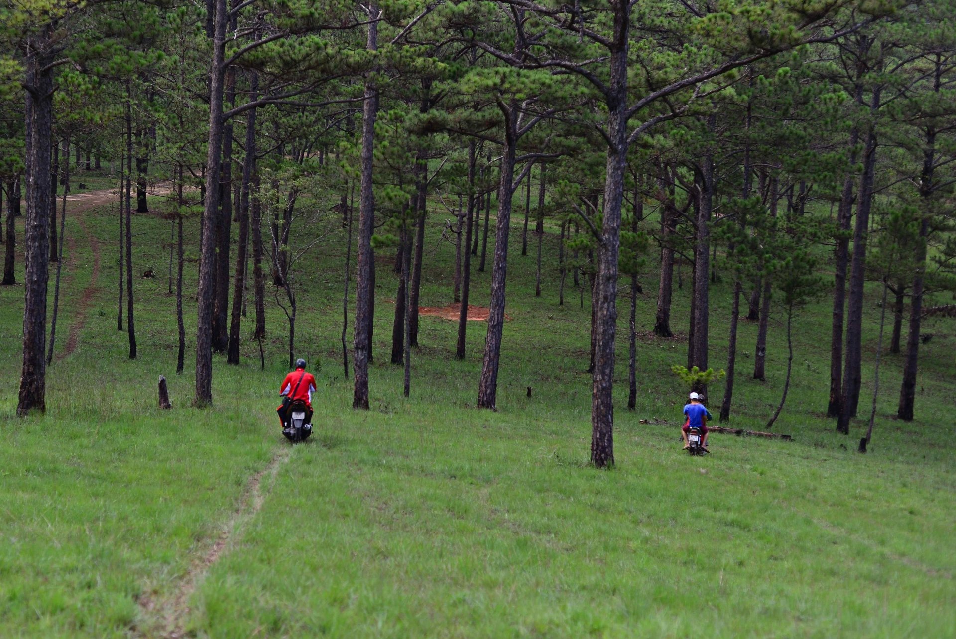 People go to Da Lat pine forest to find mushrooms in the first days of the rainy season 2025