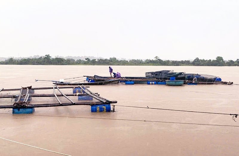 Nhiều lồng cá, bè hàu của người dân thị trấn Quán Hàu bị mưa lớn cuốn trôi.