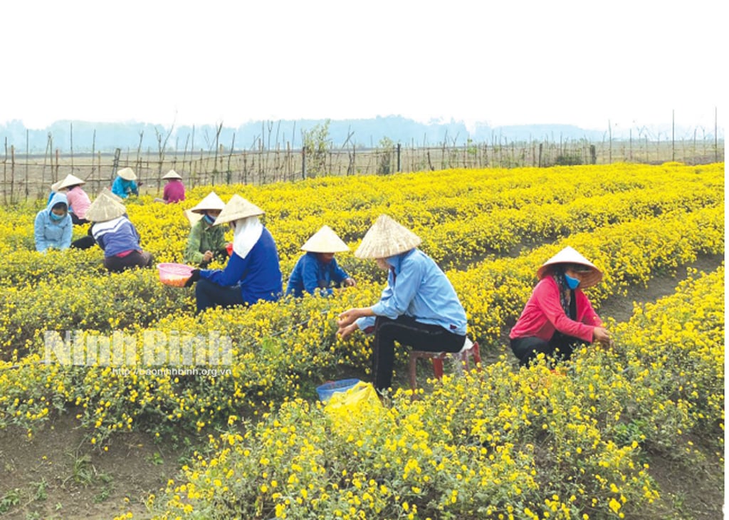 Vùng sản xuất dược liệu được chứng nhận hữu cơ tại huyện Nho Quan của HTX Riti (thành phố Hoa Lư).