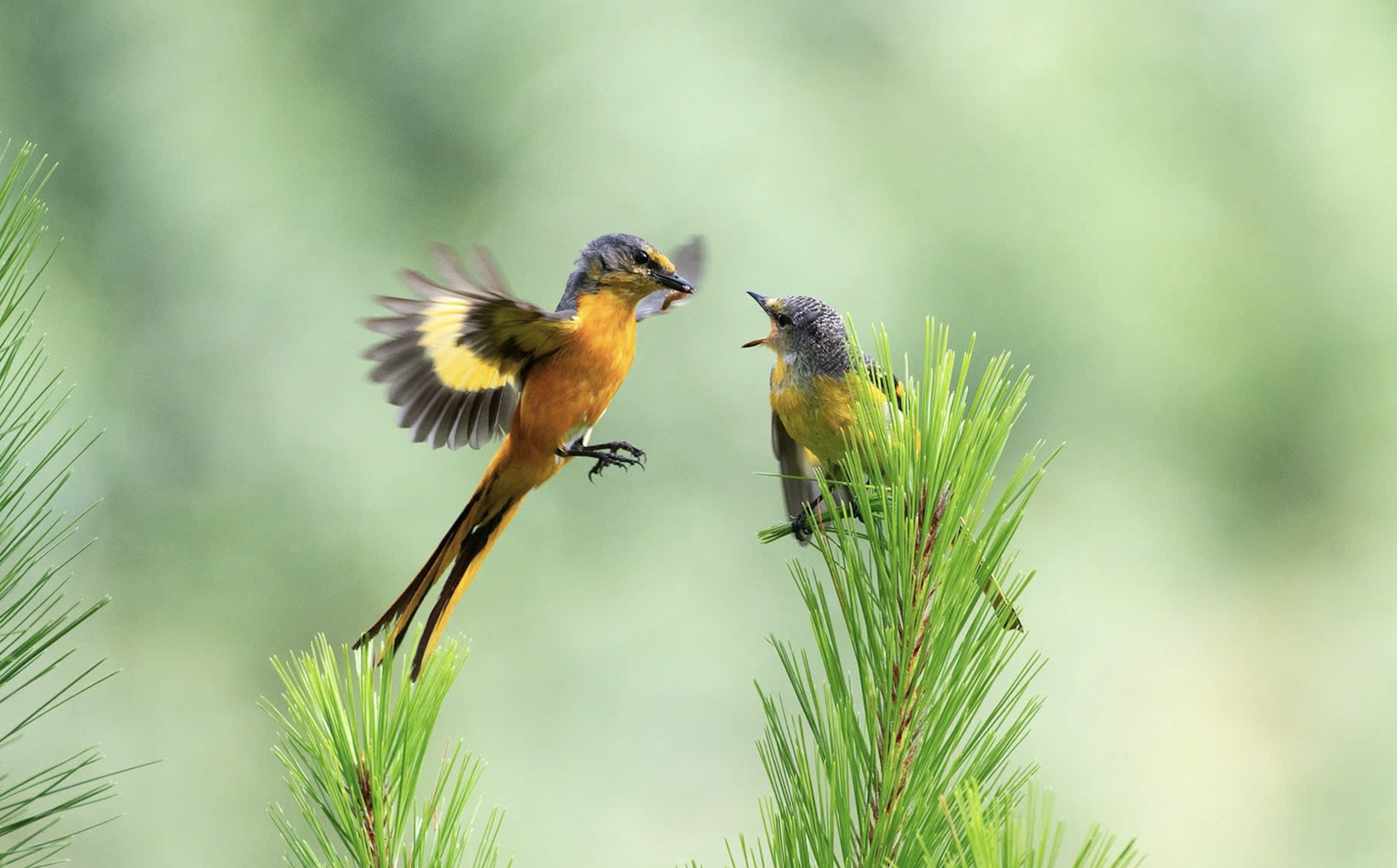 Images of more than 70 rare bird species at Langbiang World Biosphere Reserve