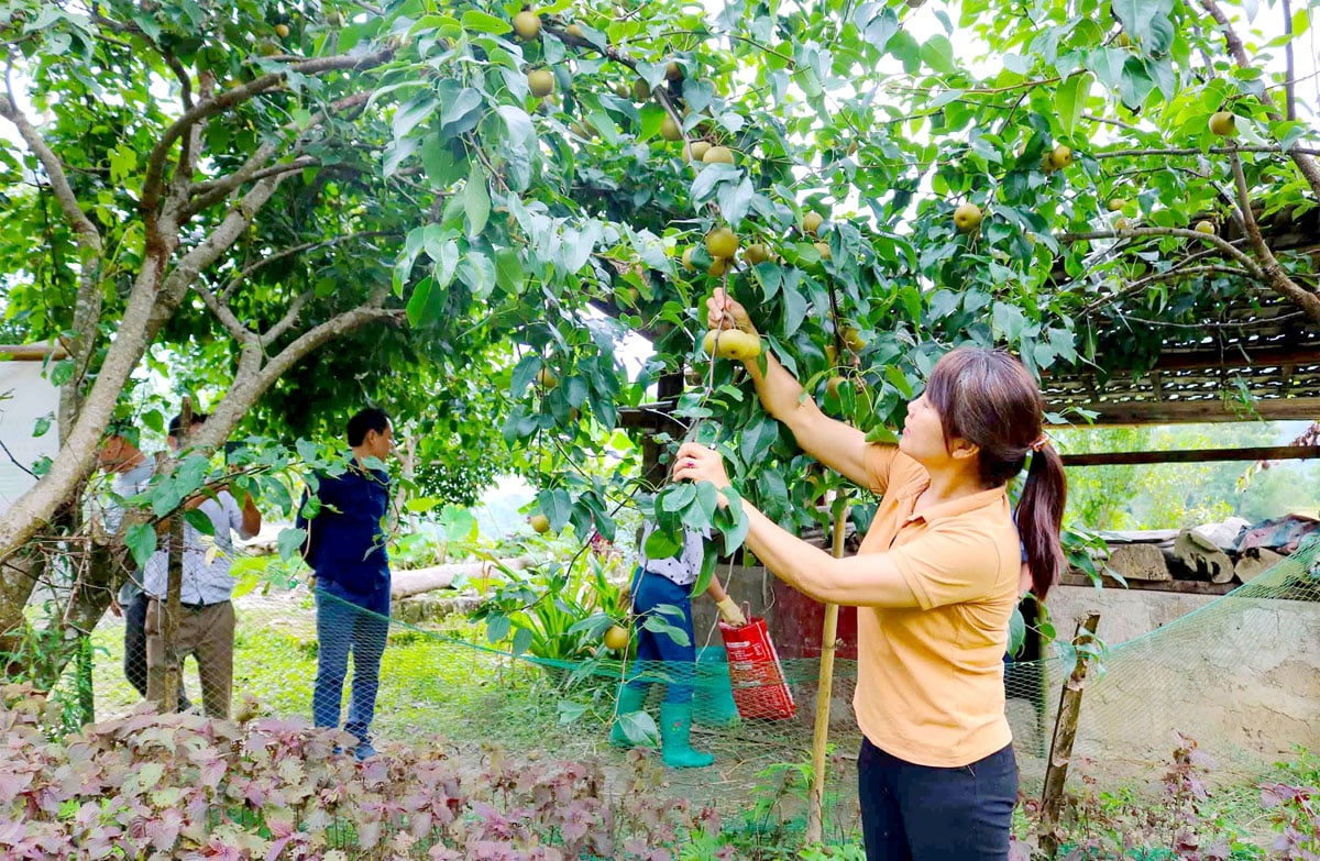 Phát triển cây ăn quả ôn đới góp phần nâng cao thu nhập ở xã Thàng Tín (Hoàng Su Phì)