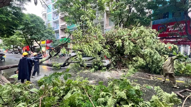 12 cay nga.jpg