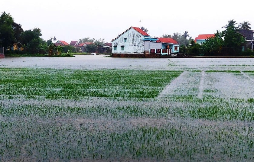 Toàn tỉnh đã ghi nhận hơn 16.742ha cây trồng bị ảnh hưởng do mưa lớn từ bão số 1.