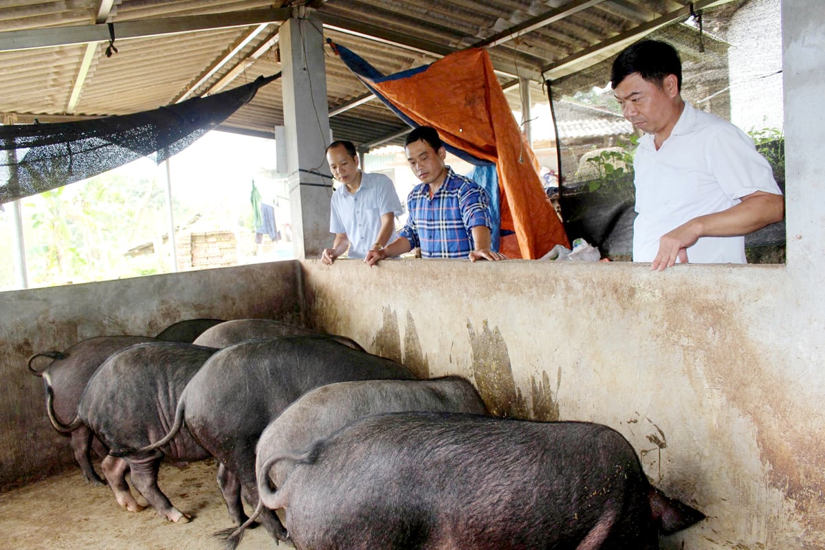 Mô hình chăn nuôi lợn liên kết giúp hộ anh Vương Văn Định, thôn Bản Cậy, xã Tụ Nhân thoát nghèo.
