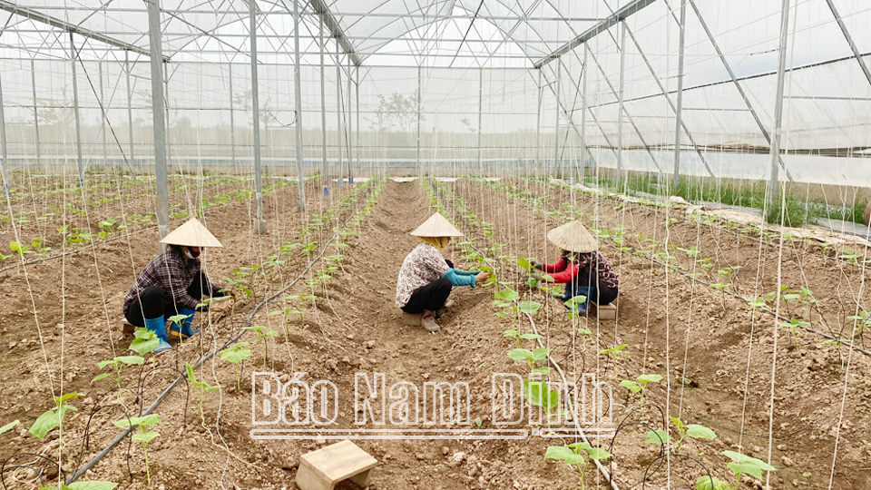 Trồng dưa lưới ứng dụng công nghệ cao tại xã Đại Thắng (Vụ Bản).