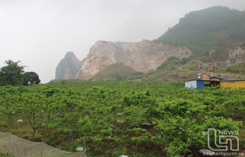 Un coin de la zone de culture de pommes à la crème dans la commune de Quang Son, Dong Hy.