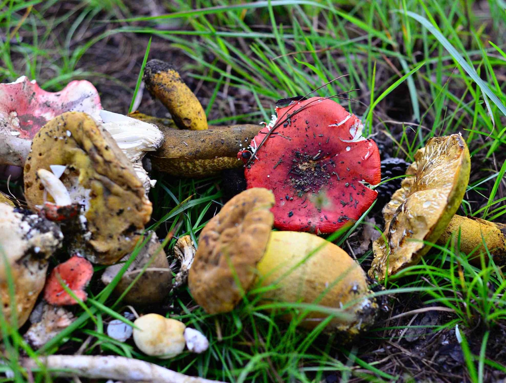Many types of mushrooms in the forest have beautiful colors and are collected by people for food, but pose a risk of food poisoning if they do not have enough knowledge and experience to distinguish between poisonous and harmless mushrooms.