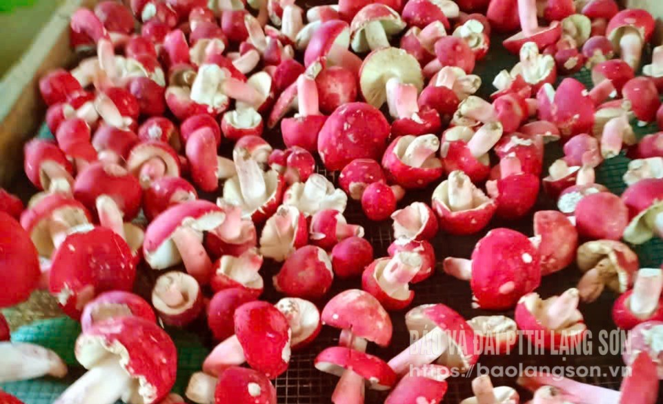 Fresh red mushrooms are ready to be put into the drying oven.