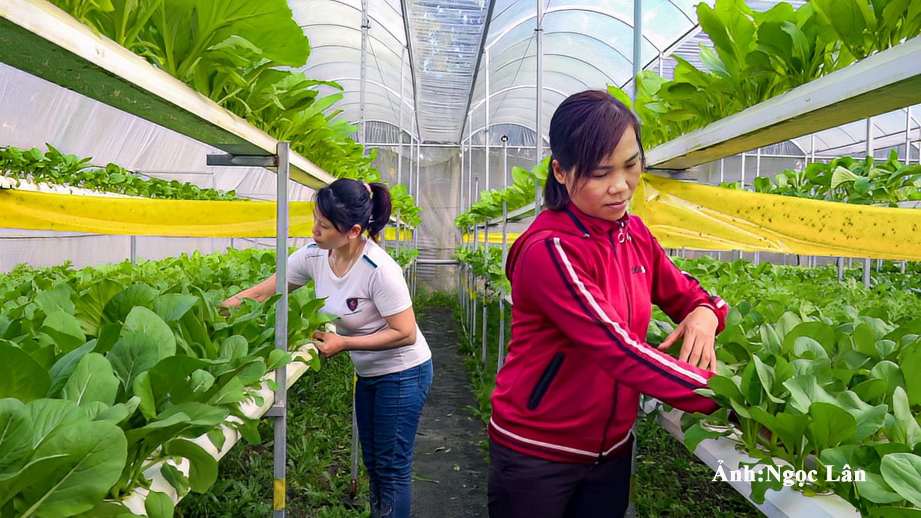 légumes-hydroponiques-cultivés-à-safe-vegetable-htx-tien-phat-anh-n.-lan-1.jpg