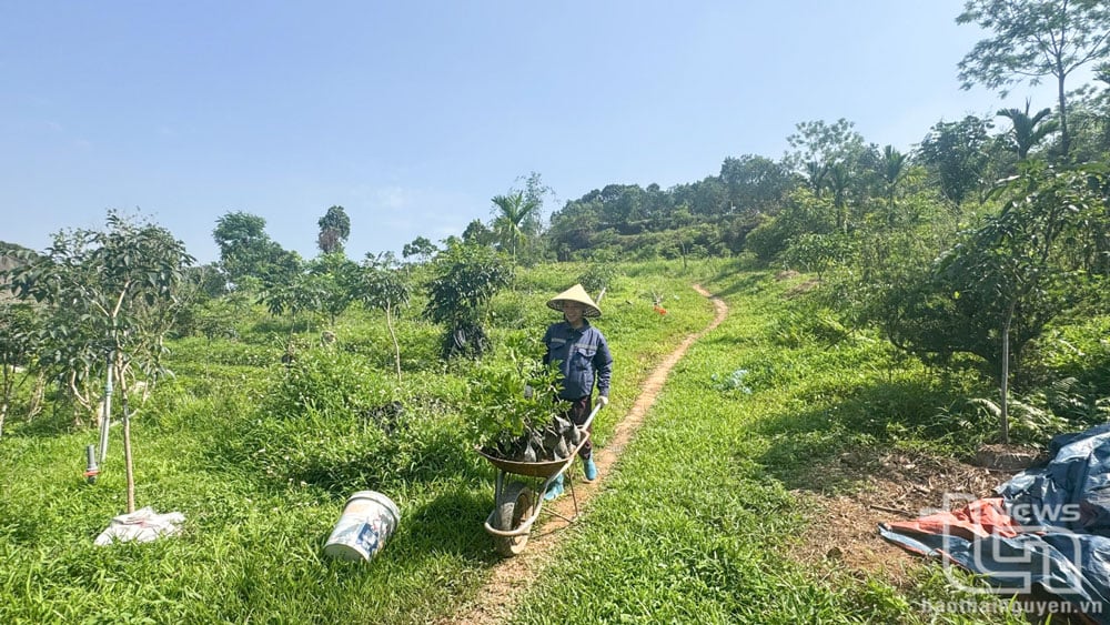 Tranh thủ thời tiết thuận lợi, hiện nay, nhiều hộ dân ở các địa phương trong tỉnh khẩn trương chuẩn bị và đưa cây giống lên đồi trồng.