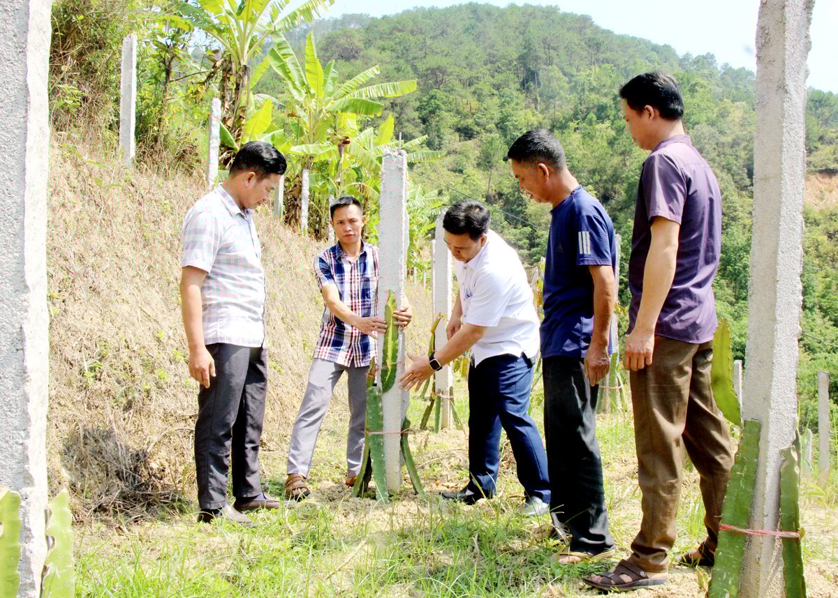 Mô hình trồng Thanh long giúp nhiều hộ dân thị trấn Vinh Quang có thu nhập ổn định.
