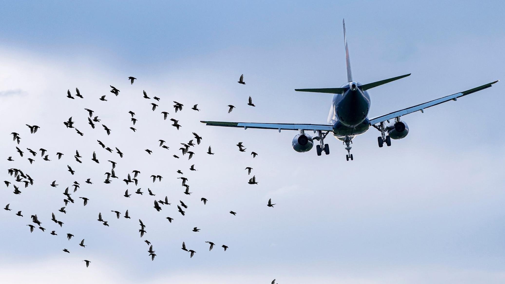Warum können kleine Vögel ein ganzes Flugzeug zum Absturz bringen? - 1