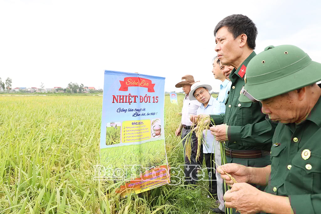 Các đại biểu và bà con nông dân tham quan cánh đồng sản xuất lúa Nhiệt đới 15 ở xã Cẩm Xá (thị xã Mỹ Hào)