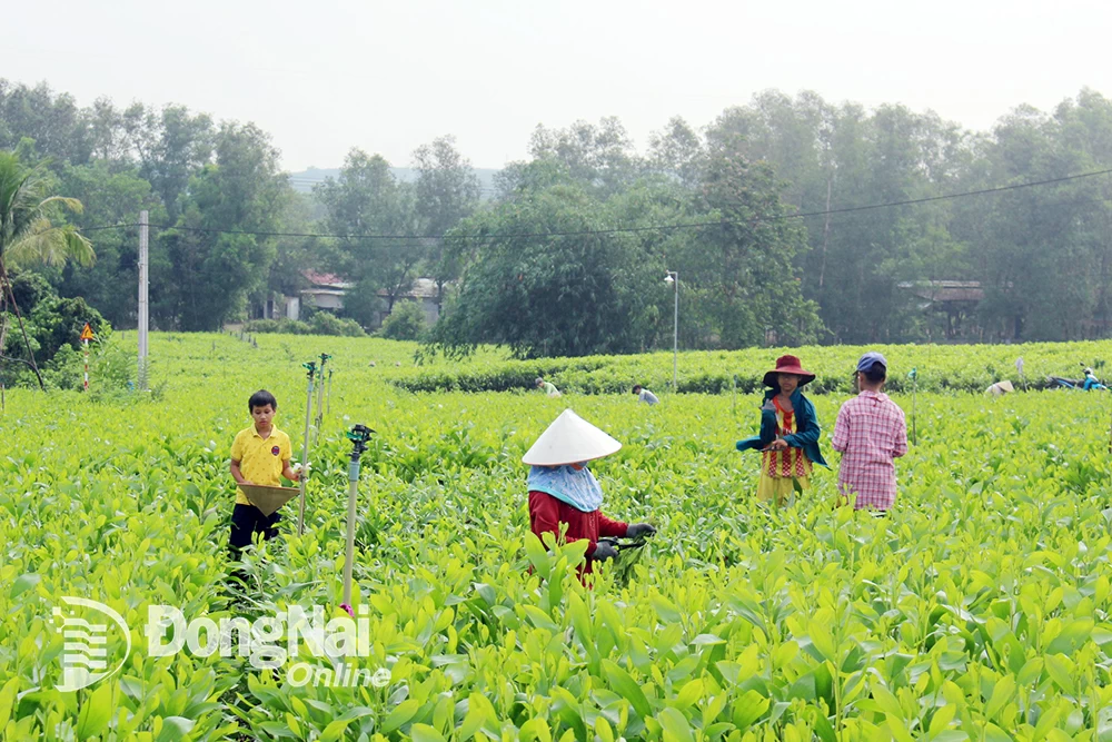 Một số trẻ em khu phố 4, thị trấn Vĩnh An (huyện Vĩnh Cửu) tham gia cắt hom tràm thuê dịp hè.