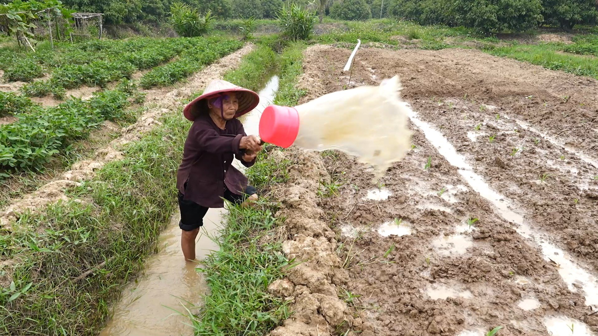 Bà Hiểu, người phụ nữ ngoài 70 tuổi vẫn miệt mài lao động mỗi ngày để nuôi con gái bệnh và hai cháu nhỏ.