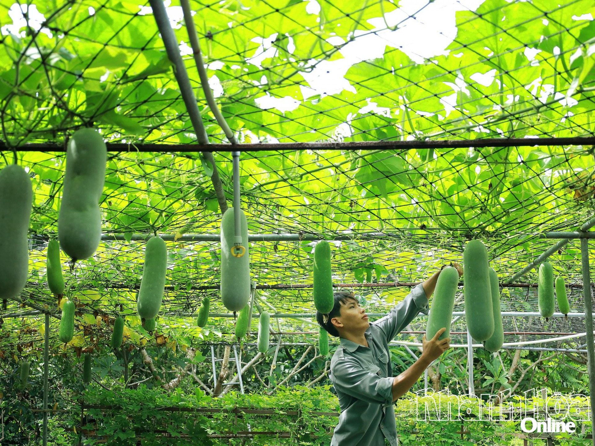 Grüner Gemüsegarten im Six Senses Ninh Van Bay Resort.