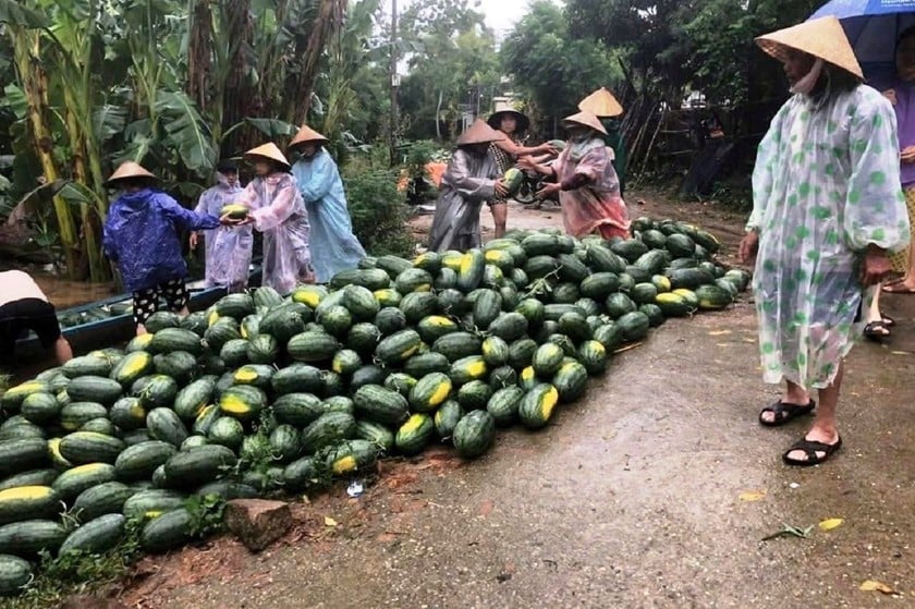 Người dân xã Đại Cường (huyện Đại Lộc) thu hoạch dưa hấu chạy lũ.