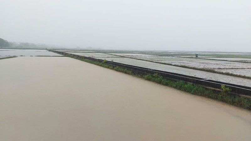 Many rice fields are deeply submerged in water.