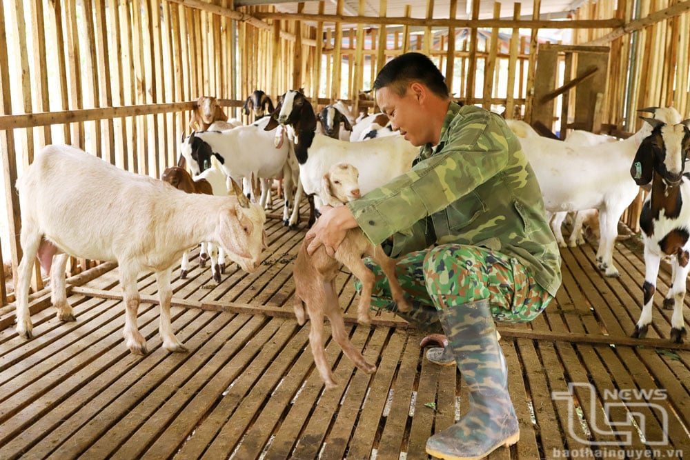 Anh Lý Văn Sơn (xóm Đồng Tâm, xã Động Đạt, Phú Lương) nuôi dê sinh sản bước đầu cho hiệu quả khá.