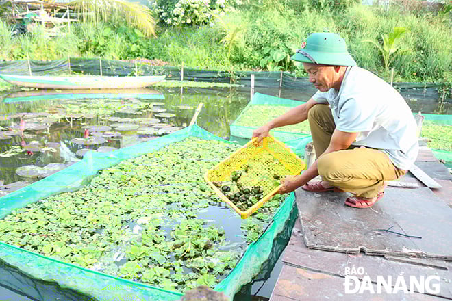 គំរូ “ផលិតកម្មកសិកម្មរួមជាមួយនឹងបទពិសោធន៍ទេសចរណ៍ធម្មជាតិ” នៅឃុំ Hoa Tien (ស្រុក Hoa Vang) របស់លោក Nguyen Van Trinh ដំណើរការប្រកបដោយប្រសិទ្ធភាព នាំមកនូវប្រភពចំណូលស្ថិរភាពដល់សមាជិក។ រូបថត៖ NGOC QUOC