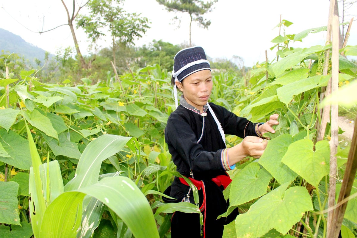 Chị Đặng Thị Xuân, thôn Thái Bình, xã Bản Luốc đa dạng hoá các loại cây trồng để tăng thu nhập cho gia đình.