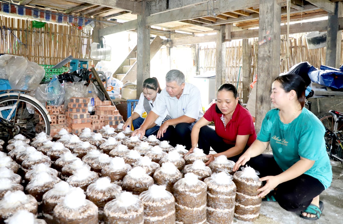 Phát triển mô hình trồng nấm giúp người dân xã Phương Thiện (thành phố Hà Giang) nâng cao thu nhập.