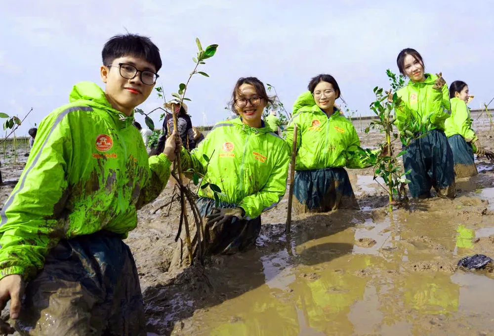 Students of Can Tho University participate in tree planting in Vinh Chau town, Soc Trang province.