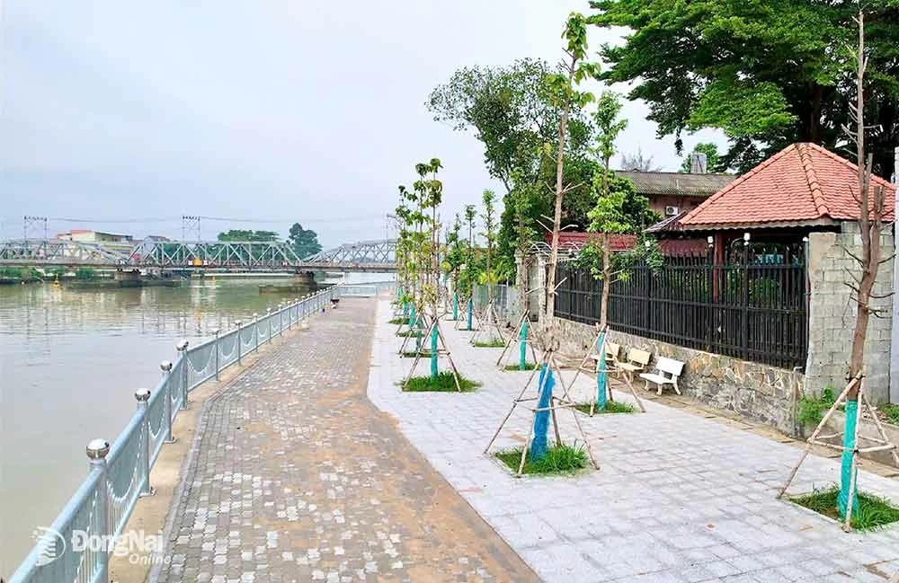 Trees planted along the riverside of the Dong Nai River Reinforcement Project from Phuoc Lu communal house to residential areas along Rach Cat river are assessed to have high density. Photo: P.Tung