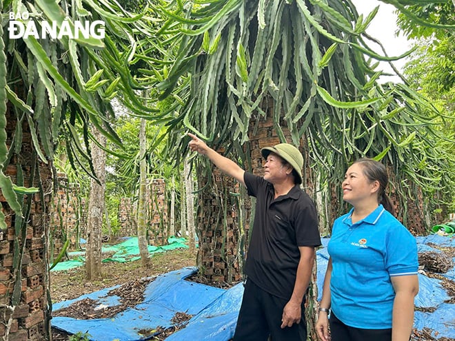 Hội Nông dân xã Hòa Nhơn thăm mô hình trồng cây thanh long trên địa bàn. Ảnh: KHÁNH NGÂN
