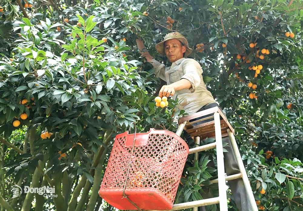 Ông Nguyễn Hiệp, nông dân tại ấp 4, xã Trà Cổ, huyện Tân Phú, thu lợi nhuận cao nhờ bán thanh trà tại vườn. Ảnh: B.Nguyên