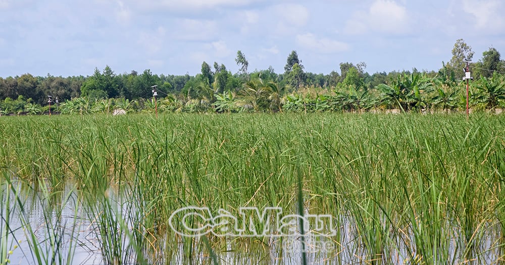 គំរូ​ចិញ្ចឹម​ត្រី និង​ដាំ​ត្រកួន ជា​ទិសដៅ​ស្ថិរភាព​សម្រាប់​ប្រជាជន​ក្នុង​ឃុំ Khanh An នា​ពេល​បច្ចុប្បន្ន។