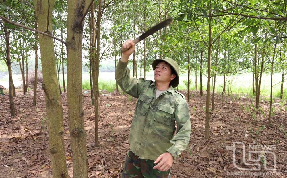 Nông dân xóm Đồng Tâm (xã Động Đạt, Phú Lương) chăm sóc cây keo.