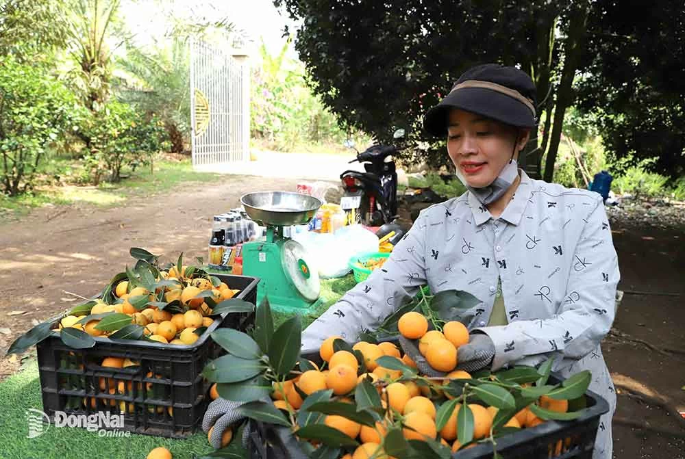 Thanh trà được hái bán lẻ cho khách ngay ngay tại vườn. Ảnh: B.Nguyên