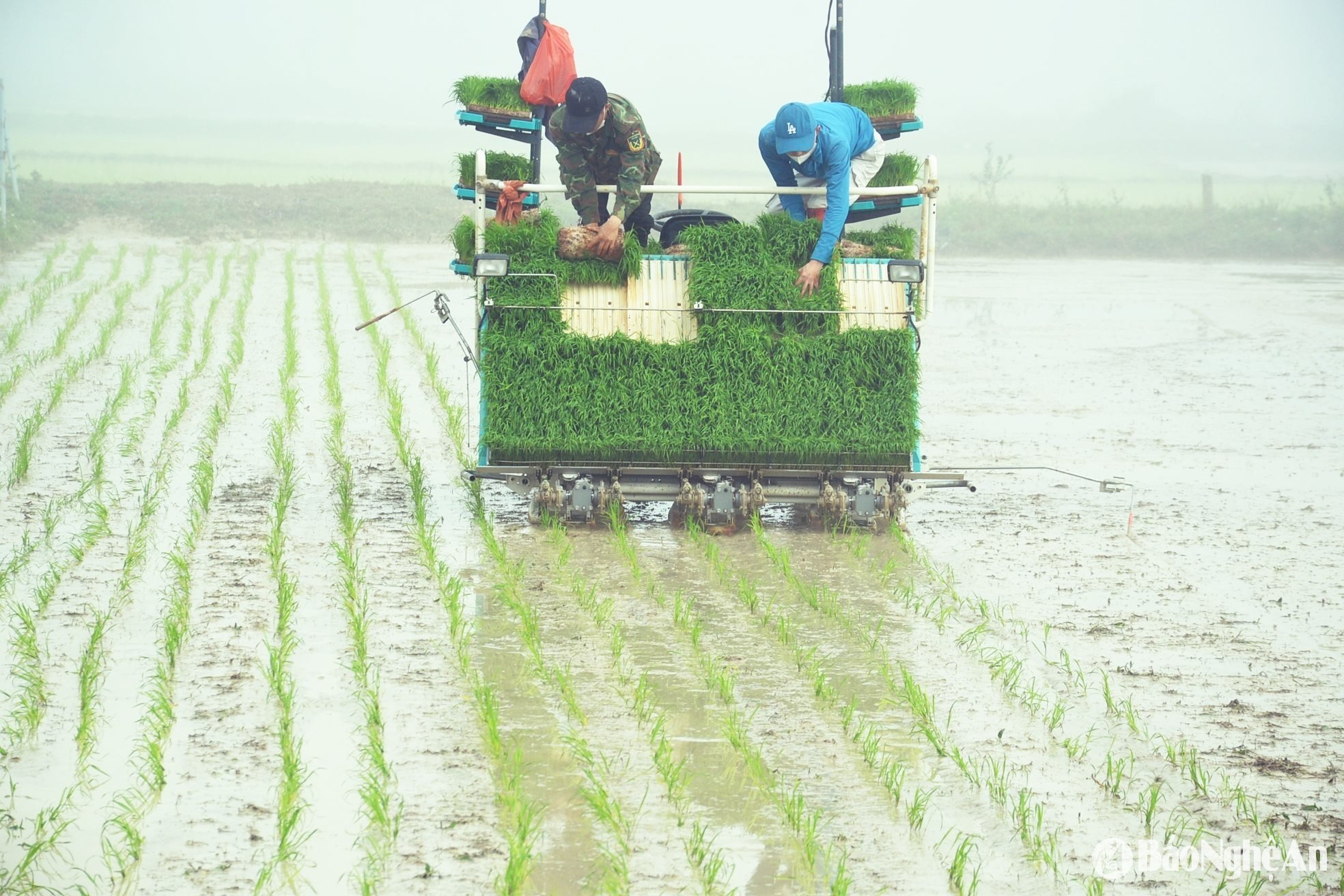 Máy cấy được tích hợp thiết bị không người lái, chỉ cần 2 nhân công tiếp mạ khi máy hoạt động. Ảnh Xuân Hoàng
