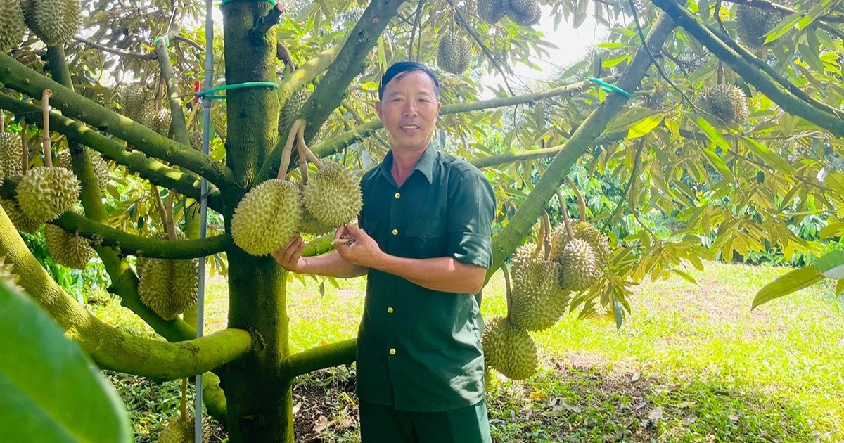 Thu nhập tiền tỷ từ trồng sầu riêng theo hướng hữu cơ