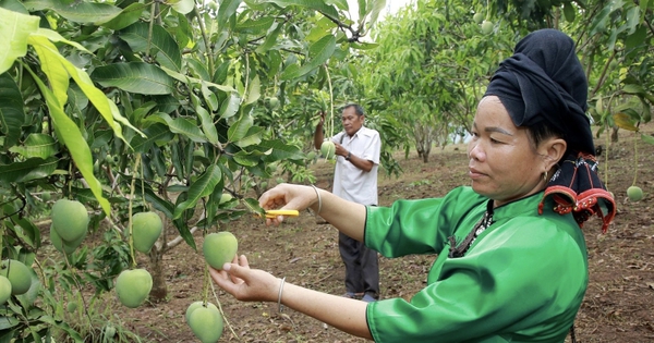 Mai Son (Son La)៖ ការលើកកម្ពស់កសិផលក្នុងស្រុកតាមរយៈការផ្សារភ្ជាប់ និងបច្ចេកវិទ្យា